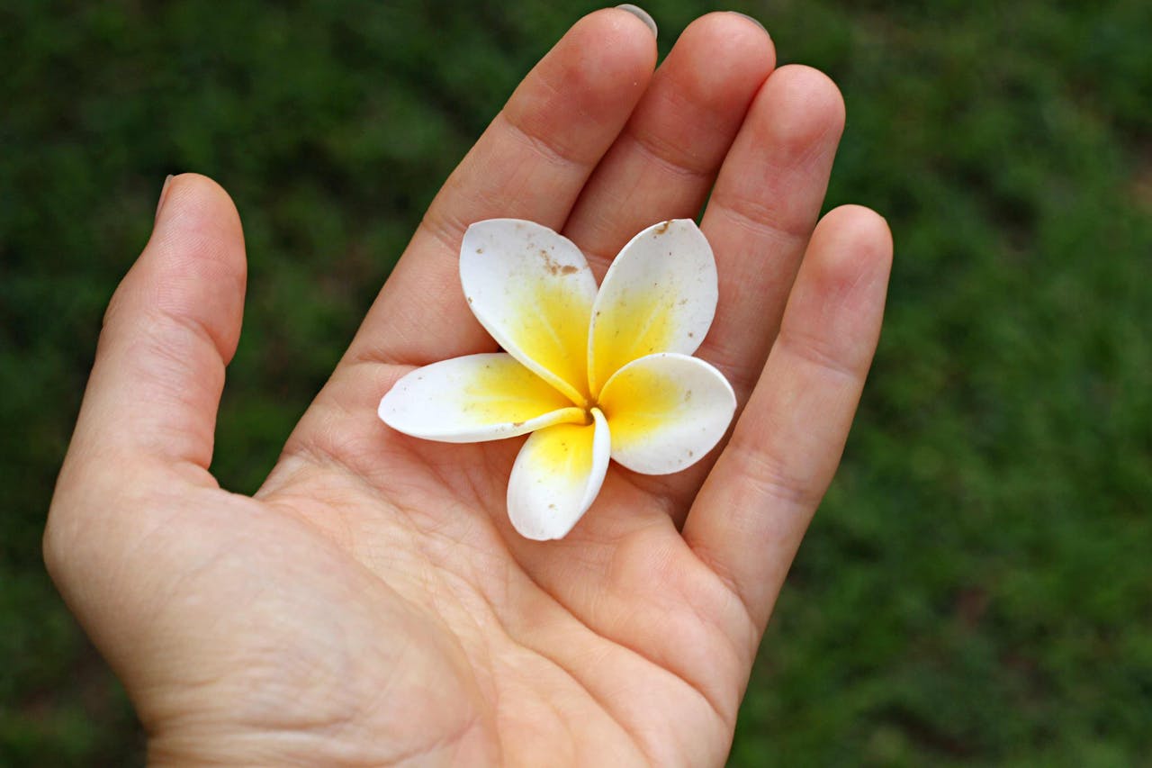 Close-up of a frangipani flower held in a palm, highlighting its delicate petals.